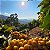 Rancho das Pteridófitas - Nanolote - Imagem 5