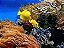 Painel de Festa em Tecido Sublimado 3d Fundo do Mar Coral e Peixes - Imagem 1