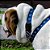 Coleira para cachorro NAVY - azul - WALKIEDOG - Imagem 3
