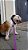 Coleira para cachorro PINK DOTS - pink e azul - WALKIEDOG - Imagem 3