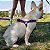 Peitoral para cachorro PINK DOTS - azul e pink - WALKIEDOG - Imagem 3