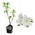 Azaleia Branca - Muda Próxima De Florir - Imagem 1