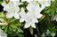 Azaleia Branca - Muda Próxima De Florir - Imagem 2