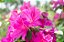 Azaleia Rosa - Muda Próxima De Florir - Imagem 2