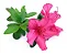 Azaleia Rosa - Muda Próxima De Florir - Imagem 1