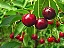 Cereja - Muda Frutífera Para Plantio - Enxertada - Imagem 3