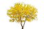 Ipê Amarelo - Muda Grande - Imagem 1