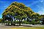 Sibipiruna / Caesalpinia Peltophoroides - Muda Grande - Imagem 4