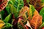 Cróton (Codiaeum Variegatum) - Muda Grande - Imagem 2