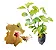 Hibisco Salmão Com Fundo Vinho - Muda Pequena - Imagem 1
