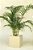 Muda Planta De Palmeira Areca Bambu - Para Decoração - Imagem 2