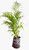 Muda Planta De Palmeira Areca Bambu - Para Decoração - Imagem 3