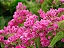 Amor Agarradinho - Muda Rosa - Planta Trepadeira - Imagem 3