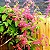 Amor Agarradinho - Muda Rosa - Planta Trepadeira - Imagem 4