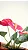 Antúrio Vermelho / Red - Muda Florindo - No Vaso - Imagem 2
