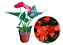 Antúrio Vermelho / Red - Muda Florindo - No Vaso - Imagem 1