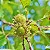 Carvalho Japonês Ou Kunugi / Quercus Acutissima - Muda Pequena - Imagem 2