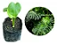 Costela De Adão (Monstera Deliciosa) - Muda Natural - Imagem 1
