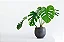 Costela De Adão (Monstera Deliciosa) - Muda Natural - Imagem 2