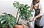 Costela De Adão (Monstera Deliciosa) - Muda Natural - Imagem 3