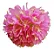 Dombéia / Astrapéia Rosa - Muda Próxima De Florir - Imagem 1