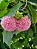 Dombéia / Astrapéia Rosa - Muda Próxima De Florir - Imagem 3