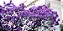 Ipê Roxo - Muda Grande - Mudas Próximas De Florir - Imagem 2