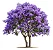 Ipê Roxo - Muda Grande - Mudas Próximas De Florir - Imagem 1
