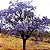 Ipê Roxo - Muda Grande - Mudas Próximas De Florir - Imagem 3