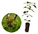 Carvalho Japonês Ou Kunugi / Quercus Acutissima - Kit 10 Mudas - Imagem 1