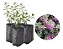 Chuva De Prata / Leucófilo - Kit 4 Mudas - Próximas De Florir - Imagem 1