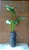 Copo de Leite - Kit 2 Mudas - Próximos De Florir - Imagem 3