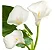 Copo de Leite - Kit 2 Mudas - Próximos De Florir - Imagem 1
