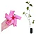 Hibisco Rosa - Muda Grande - No Ciclo De Floração - Imagem 1