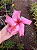 Hibisco Rosa - Muda Grande - No Ciclo De Floração - Imagem 3