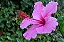Hibisco Rosa - Muda Grande - No Ciclo De Floração - Imagem 2