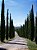 Cipreste Da Toscana - Mudas Pequenas - Importadas - Imagem 3