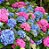 Hortênsias - Muda Pequena - Próximo De Florir - Imagem 5