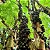 Jabuticaba Olho De Boi - Muda Grande - Imagem 3