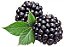 Amora Rubus / Blackberry - Muda Pequena - Imagem 2