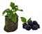 Amora Rubus / Blackberry - Muda Pequena - Imagem 1