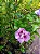 Hibisco Roxo - Muda No Ciclo De Floração - Imagem 3