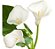Copo De Leite - Muda Próxima De Florir - Imagem 1