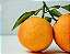 Laranja Campista - Muda Enxertada - Produzindo - Imagem 2