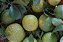 Laranja Da Terra - Muda Enxertada - Produz Em Pouco Tempo - Imagem 3