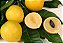 Abiu Amarelo - Muda Grande - Produz Logo - Imagem 2