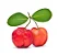 Acerola (Malpighia emarginata) - Muda No Ciclo De Produção - Imagem 1