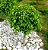 Ficus Comum - Muda Grande - Imagem 3