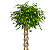 Ficus Comum - Muda Grande - Imagem 1