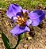 Iris Azul - Muda No Ciclo De Floração - Imagem 2